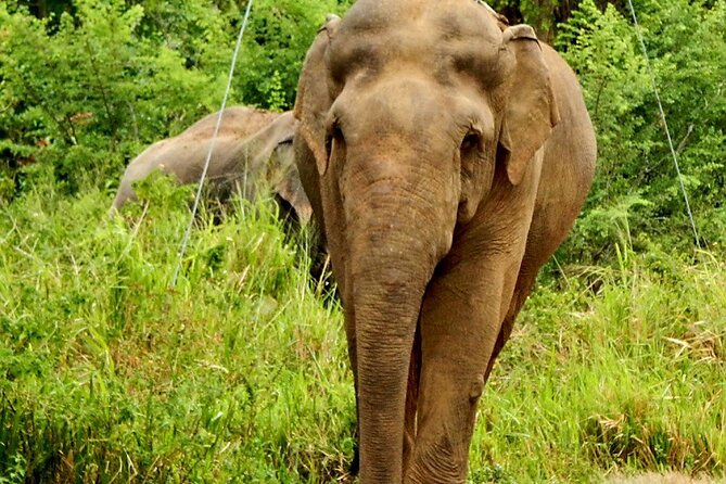 Minneriya National Park Elephant Safari - Reviews