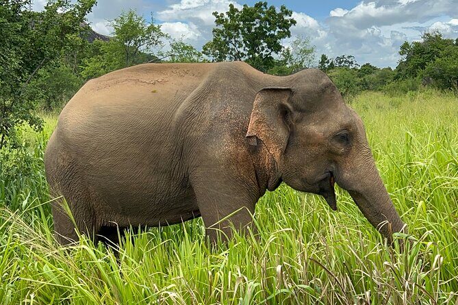 Minneriya National Park Elephant Safari from Sigiriya - Who’s This Tour Best For?