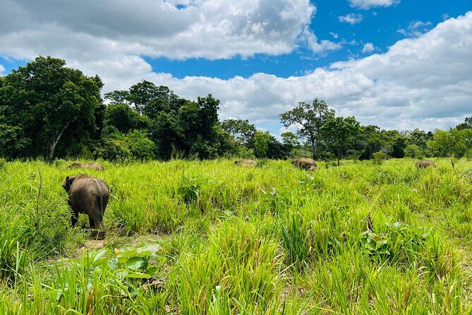 Minneriya National Park Elephant Safari Tour - Good To Know