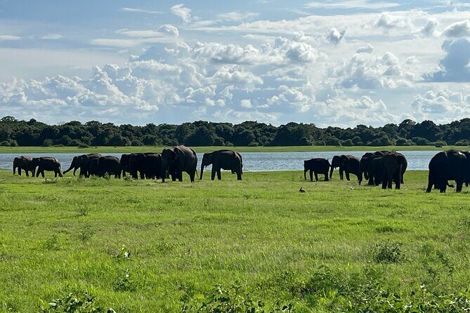 Minneriya National Park Elephant Safari Tour - Practical Details That Matter