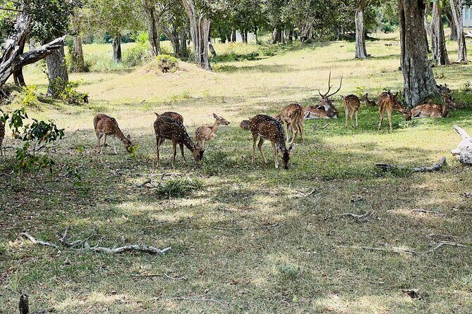 Minneriya National Park Elephant Safari Tour - Final Thoughts