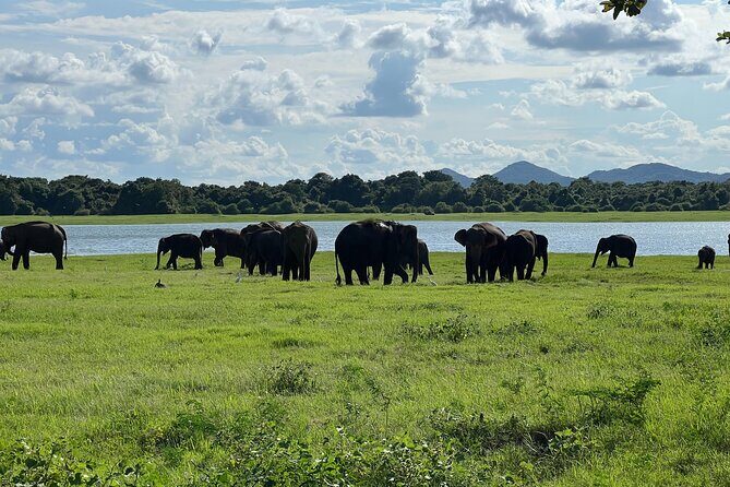 Minneriya National Park Elephant Safari Tour - Practical Tips & Considerations