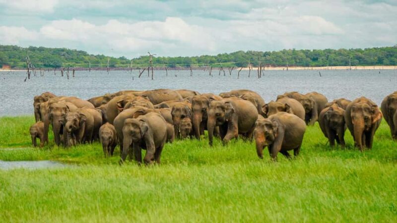 Minneriya National Park: Elephant Safari With Expert Guide - Good To Know