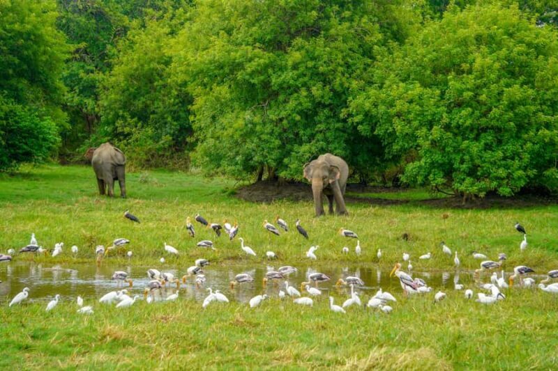 Minneriya National Park: Elephant Safari With Expert Guide - Why We Love This Safari