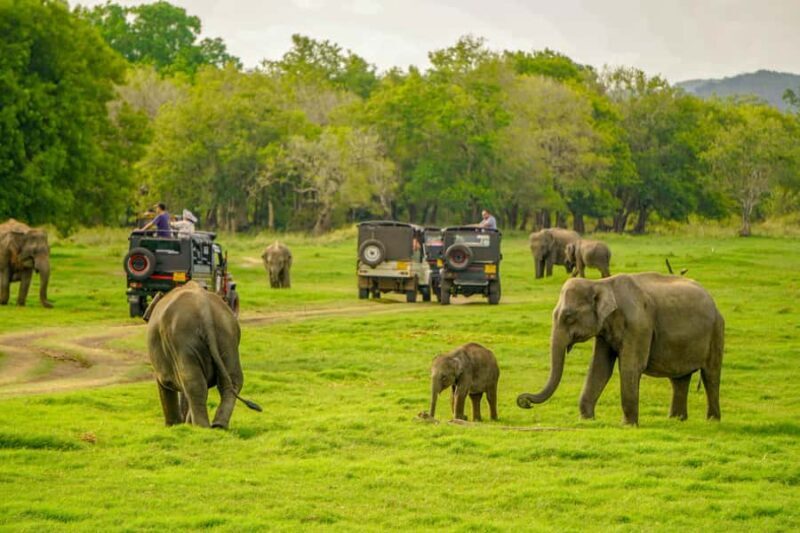 Minneriya National Park: Elephant Safari With Expert Guide - What to Expect on the Safari