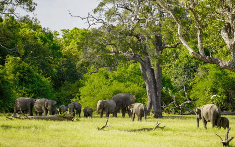 Minneriya National Park: Elephant Safari With Expert Guide - Who This Tour Is Best For