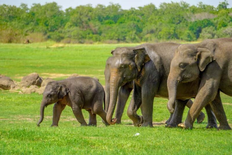 Minneriya National Park: Elephant Safari With Expert Guide - Authentic Experiences from Travelers