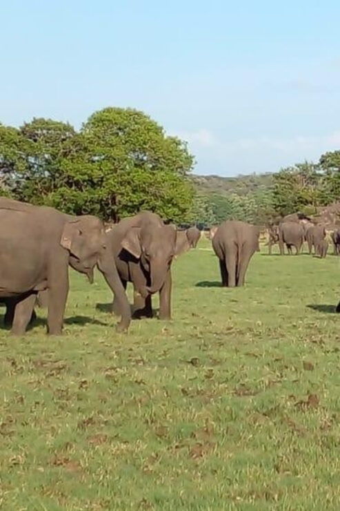 Minneriya National Park Excursion - Safari Experience