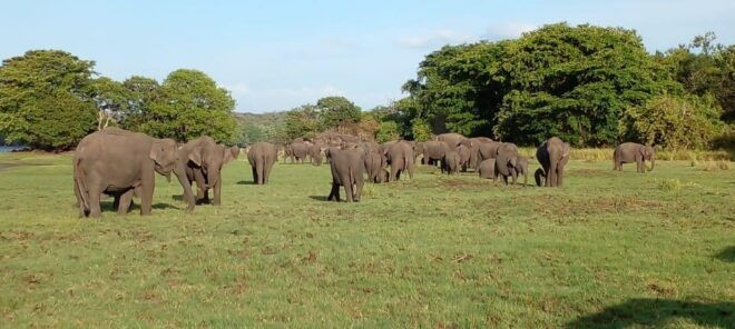 Minneriya National Park Excursion - What to Bring
