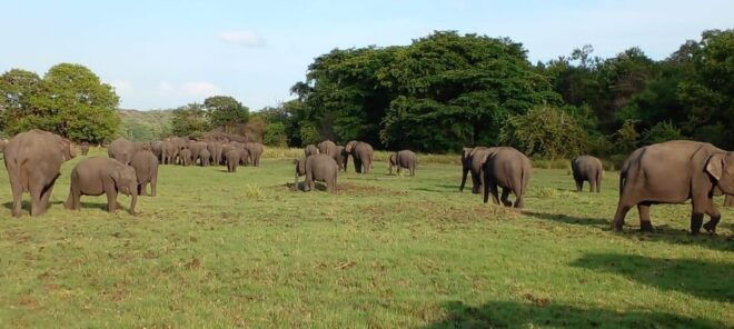 Minneriya National Park Excursion - Park Restrictions