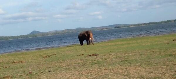 Minneriya National Park Excursion - Booking Information