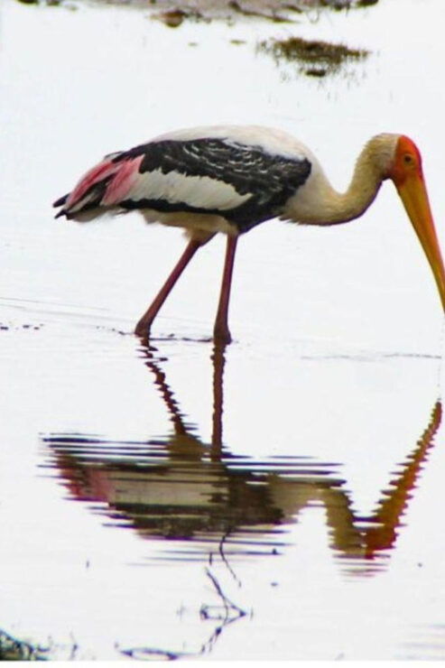 Minneriya National Park: Game Drive and Village Trek - Good To Know
