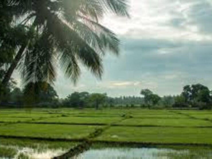 Minneriya National Park: Game Drive and Village Trek - Itinerary Highlights