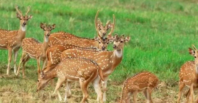 Minneriya National Park: Game Drive and Village Trek - Wildlife Encounters