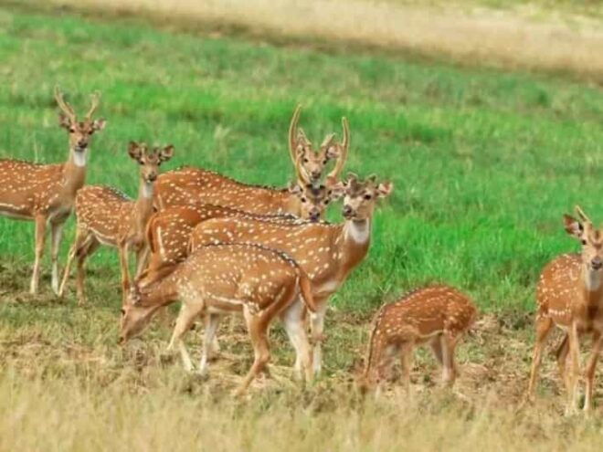 Minneriya National Park: Game Drive and Village Trek - Inclusions and Exclusions