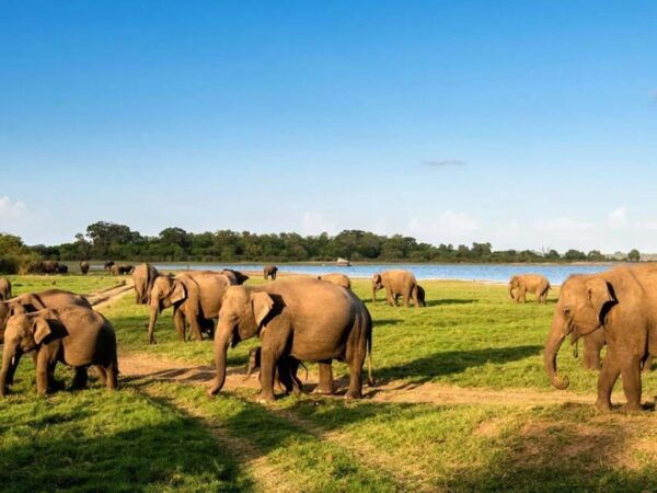 Minneriya National Park: Game Drive and Village Trek - Important Travel Information