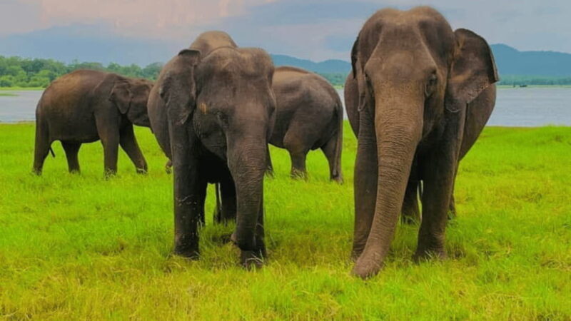 Minneriya National Park: Half-Day Evening Jeep Safari - FAQ