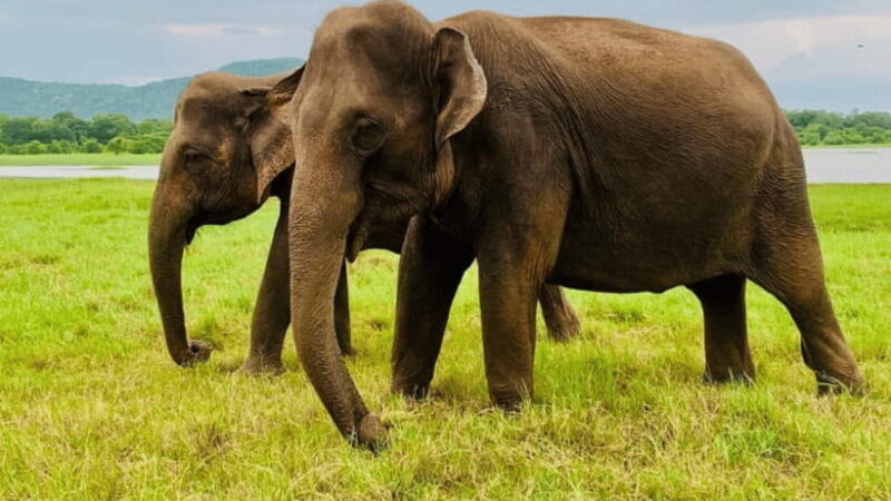 Minneriya National Park: Half-Day Evening Jeep Safari - Pricing and Value