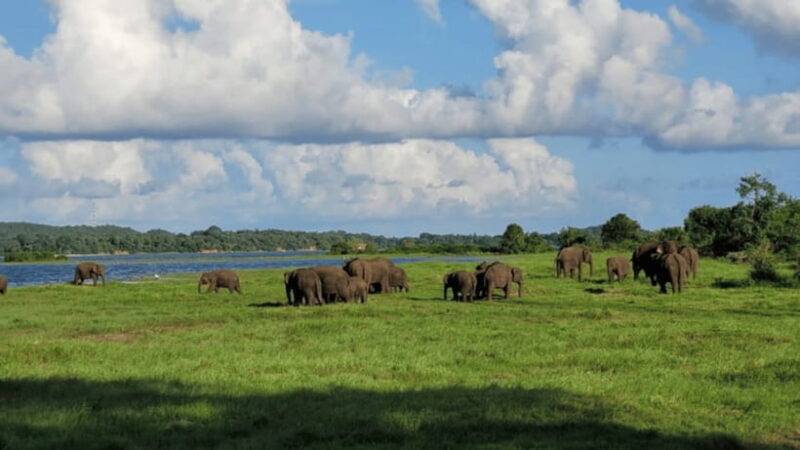 Minneriya National Park: Half-Day Evening Jeep Safari - Final Thoughts