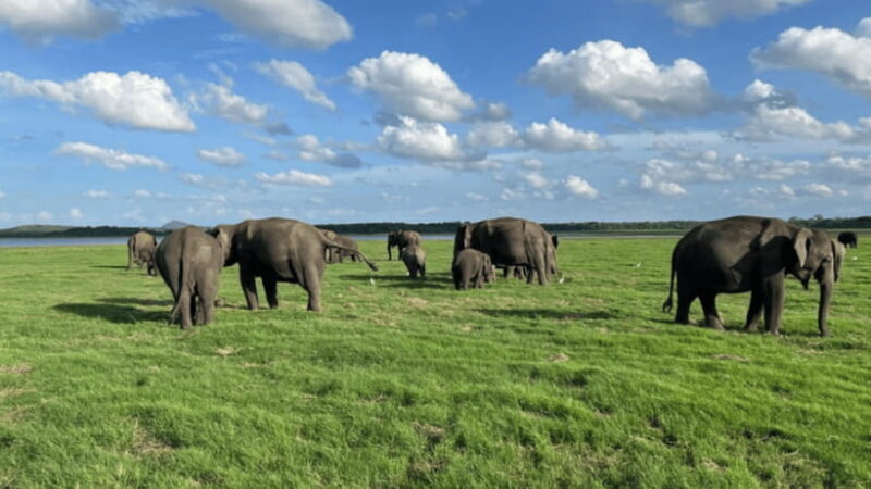 Minneriya National Park: Half-Day Evening Jeep Safari - FAQ