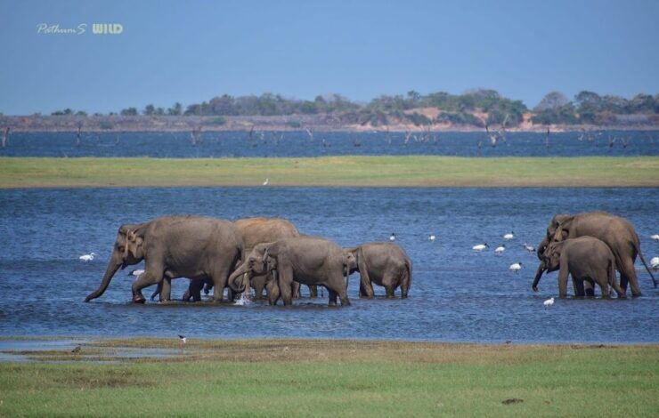 Minneriya National Park Half Day Jeep Safari - Booking Information