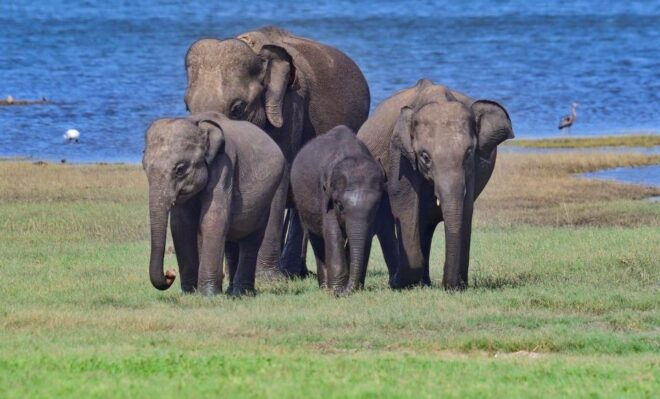 Minneriya National Park Half Day Jeep Safari - Morning Safari