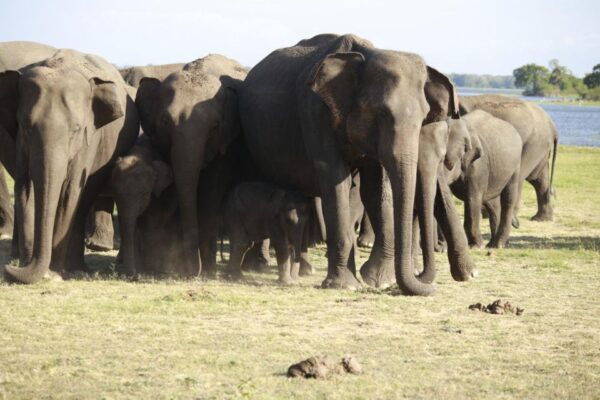 Minneriya National Park Half Day Jeep Safari - The Sum Up