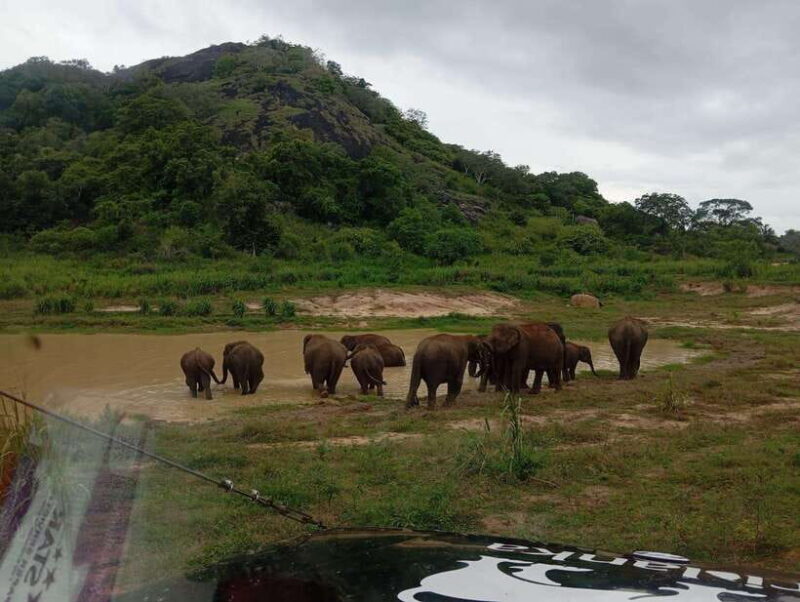 Minneriya National Park: Half-Day Safari Morning or Evening - Good To Know