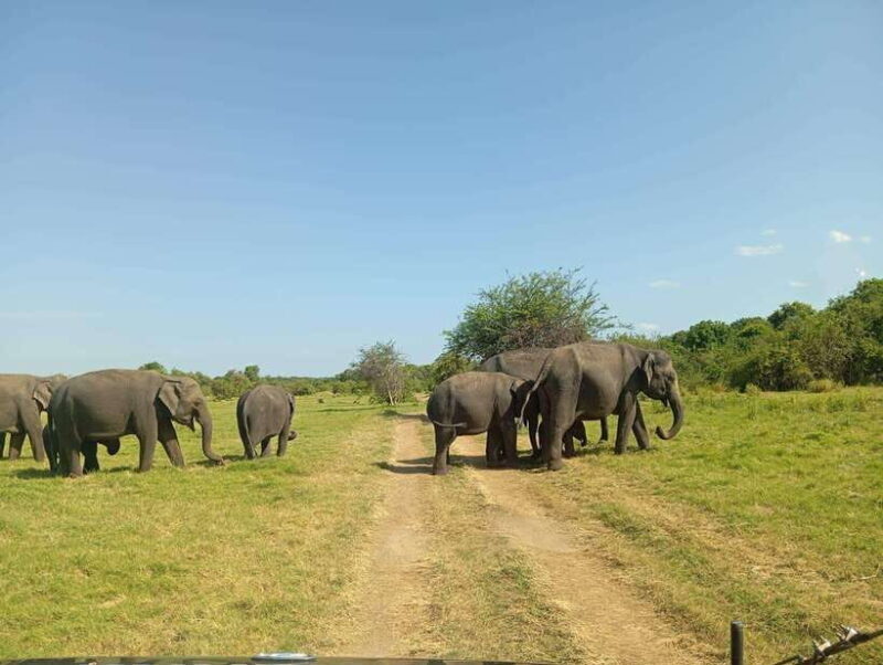 Minneriya National Park: Half-Day Safari Morning or Evening - Who Is This Tour Best For?