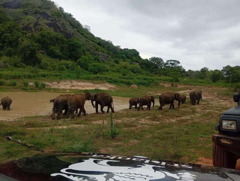 Minneriya National Park: Half-Day Safari Morning or Evening - Good To Know