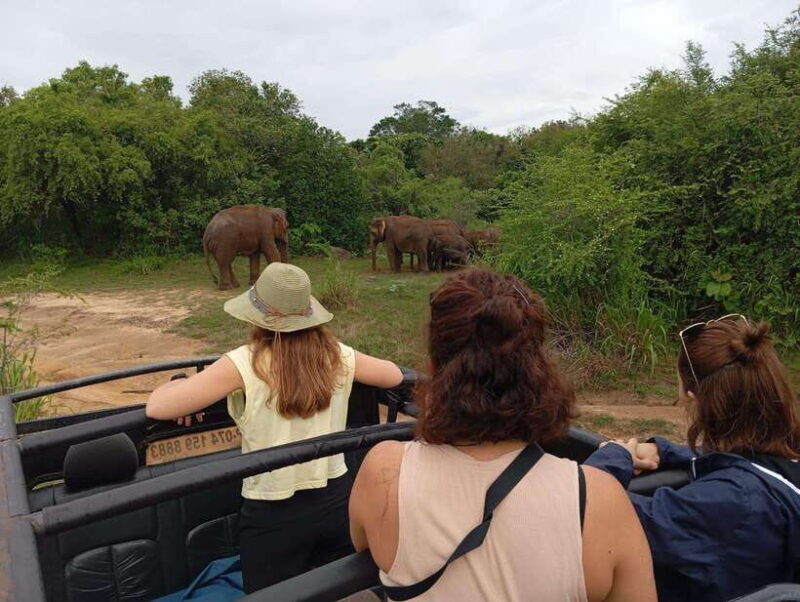 Minneriya National Park: Half-Day Safari Morning or Evening - Final Thoughts