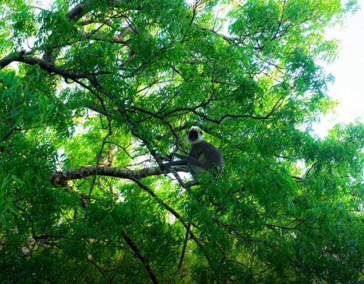 Minneriya National Park Half Day Sri Lanka Jeep Safari - Duration and Guide Information