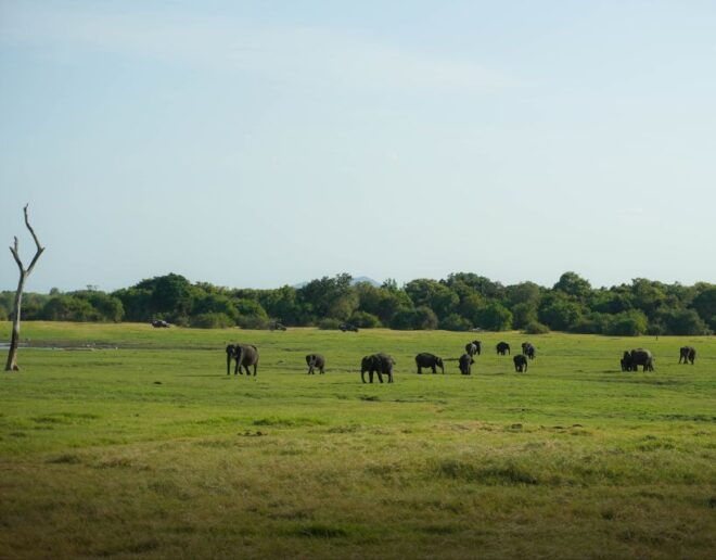 Minneriya National Park Half Day Sri Lanka Jeep Safari - Additional Fees and Services