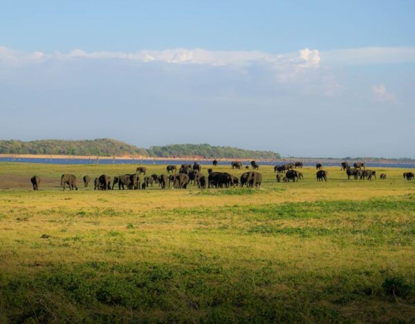 Minneriya National Park Half Day Sri Lanka Jeep Safari - Common Questions