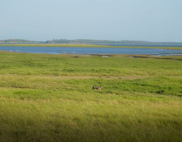 Minneriya National Park Half Day Sri Lanka Jeep Safari - The Sum Up