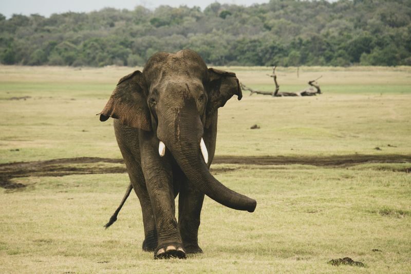 Minneriya National Park Half-day Wildlife & National Park Tour - What to know before you book