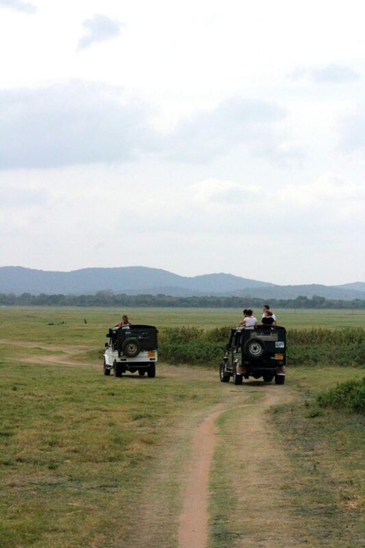 Minneriya National Park Half-day Wildlife & National Park Tour - The promise of Minneriya’s elephant herds