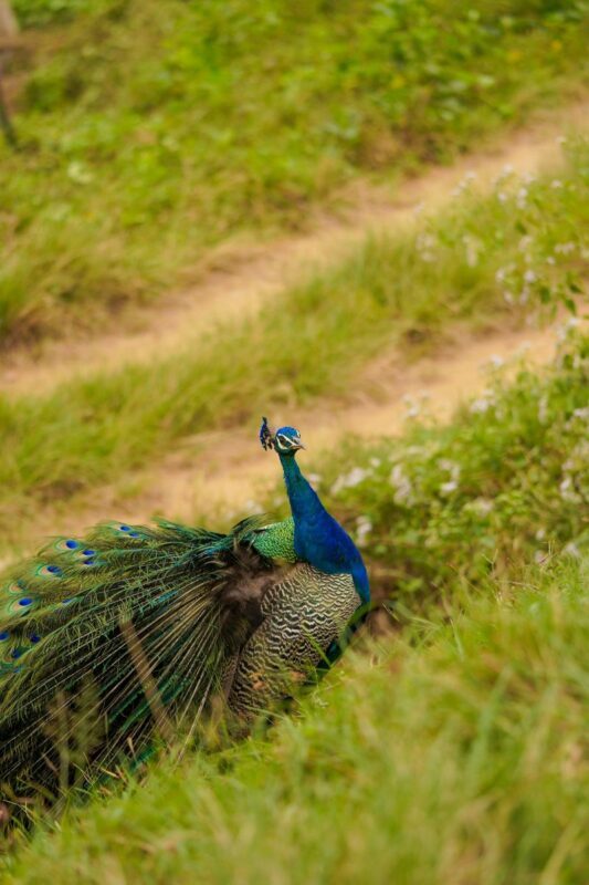 Minneriya National Park Half-day Wildlife & National Park Tour - Close to elephants, but never in control