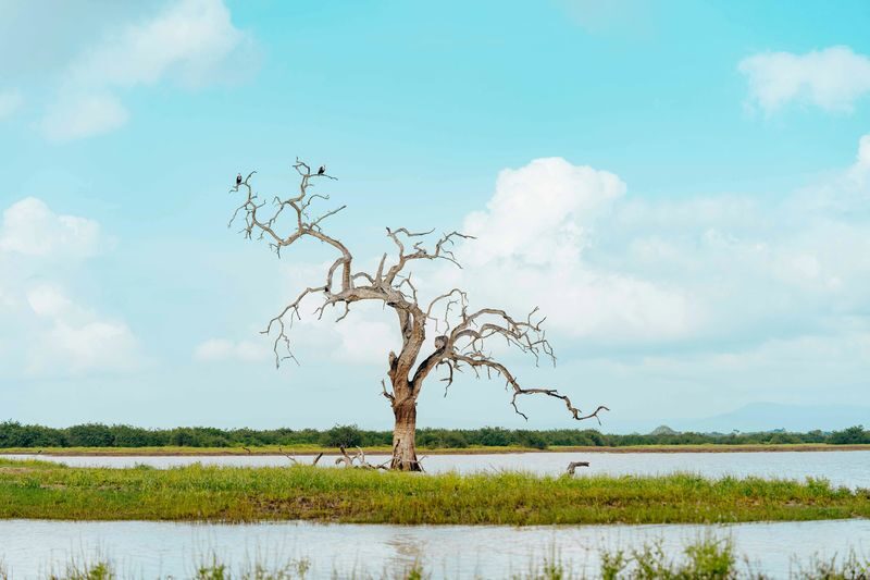 Minneriya National Park Half-day Wildlife & National Park Tour - Minneriya or a change to Kaudulla?