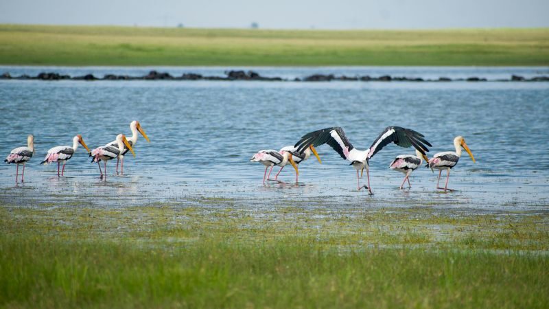 Minneriya National Park Half-day Wildlife & National Park Tour - Timing, heat, and the half-day format