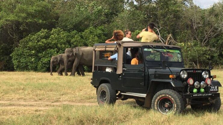 Minneriya National Park: Halfday Jeep Safari With Wild Tours - Activity Details