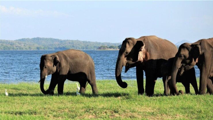 Minneriya National Park: Halfday Jeep Safari With Wild Tours - Experience Highlights