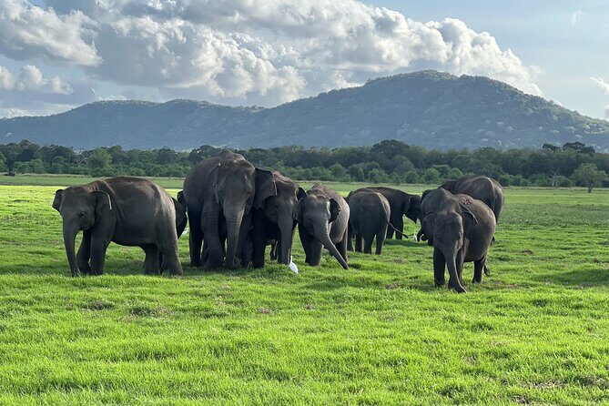 Minneriya National Park halfday Safari - Discover the Magic of Minneriya National Park Half-Day Safari