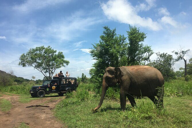 Minneriya National Park halfday Safari - Who Should Consider This Tour?