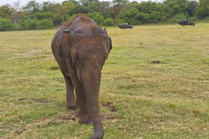 Minneriya National Park Halfday Safari - Wildlife Encounters: Spotting Elephants, Crocodiles, and Birds of Prey