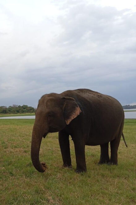 Minneriya: National Park Jeep Safari From Sigiriya/Dambulla - Detailed Itinerary