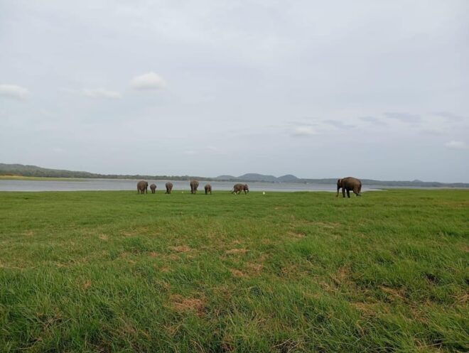 Minneriya: National Park Jeep Safari From Sigiriya/Dambulla - Important Meeting Points