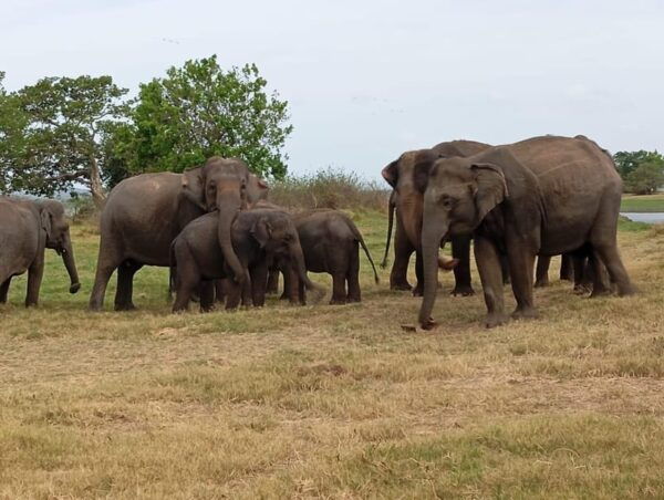 Minneriya: National Park Jeep Safari From Sigiriya/Dambulla - Additional Charges Explained
