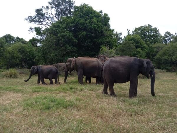 Minneriya: National Park Jeep Safari From Sigiriya/Dambulla - Frequently Asked Questions