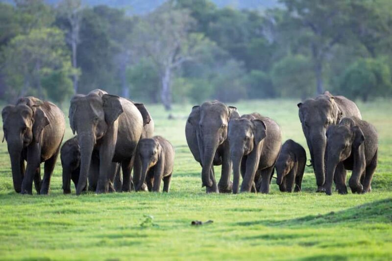 Minneriya National Park: Jeep Safari Include Entrance Fees - Exploring Minneriya National Park: The Heart of the Safari